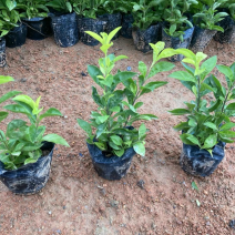 龙船花小杯中杯盆栽基地直发规格齐全质量优质