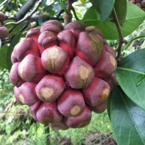 高山种植布福娜色泽鲜艳果肉饱满细腻美味汁水丰富量大从优欢