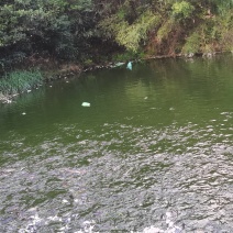 福建胡子鱼