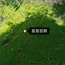 苔藓，造景苔藓。