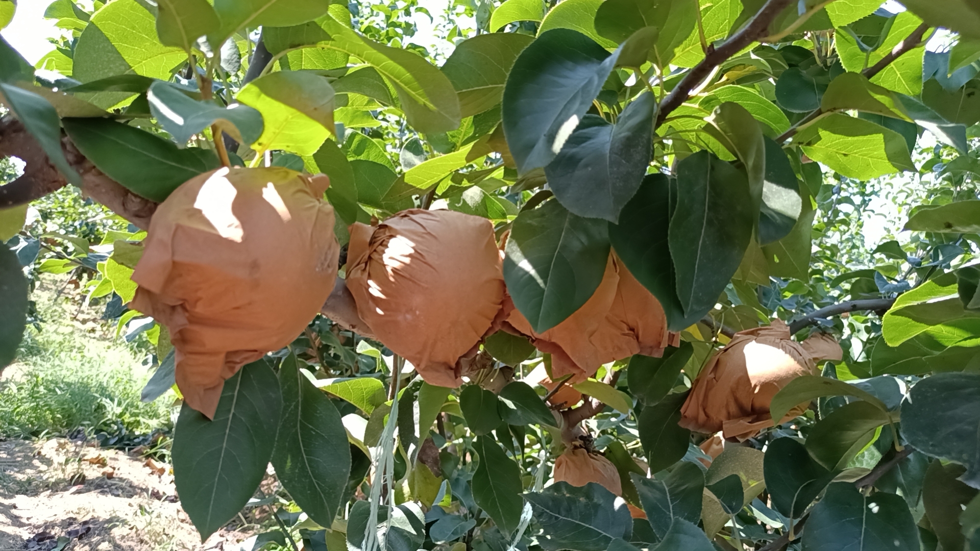 一片秋月梨种植园,树木整齐排列,枝头挂满套着牛皮纸袋的梨果。阳光透过树叶洒下光影,地面覆盖有机地膜,远处有果农正在检查果树生长情况。部分袋子已被打开,露出内部黄褐色的成熟果实 秋月梨果园实景