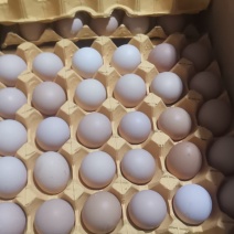 35-37净重的精品鸡蛋