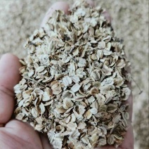 【优选】白芷种子成活率高提供种植技术欢迎来电咨询合作