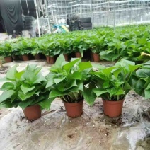 绿萝盆栽基地直发规格齐全质量优质适合主播淘宝等等