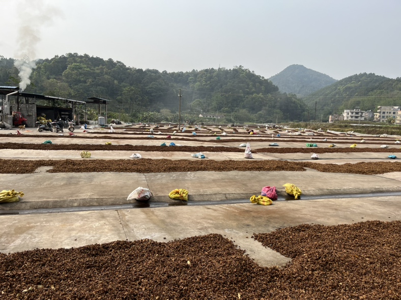 八角种植园航拍图