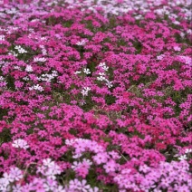 福禄考种子景观花海四季开花色彩艳丽花色丰富