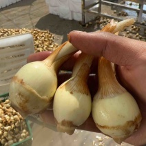 白肉茨菇白肉慈姑，基地直供货好价格低品质保证欢迎咨询