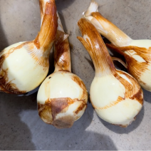 云南茨菇，云南慈姑，基地自产自销
