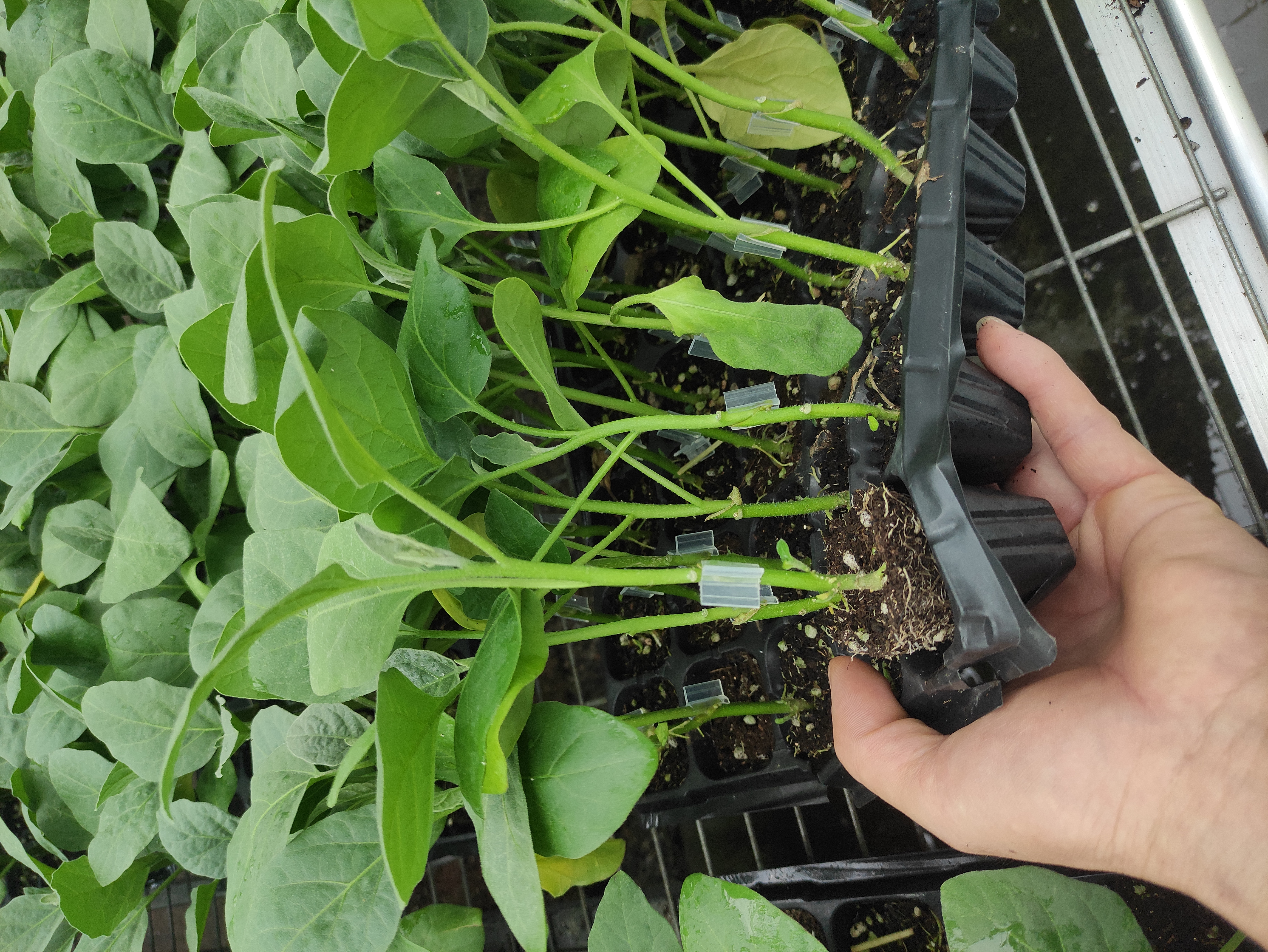 高清微距拍摄:一株典型健壮圆茄苗,苗龄约45天,株高15–18 cm,具5–6片真叶,茎基部粗壮呈紫绿色,叶片肥厚深绿带光泽,叶脉清晰,子叶完好未脱落;根系发达,白色侧根密布于穴盘基质中,无徒长、无黄化、无病斑 圆茄苗标准壮苗特写