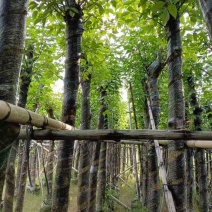 重阳木5～8公分基地直销大小规格齐全质量优质