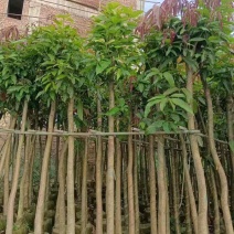 芒果树5～8公分基地直销大小规格齐全质量优质