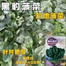 黑豹菠菜一代杂交趴地菠菜叶片肥厚菠菜种子耐寒耐热晚抽菠菜