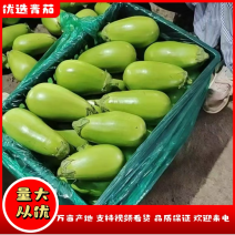 河南安阳青茄子，【万亩产地】货源充足，新鲜采摘发货，对接全国