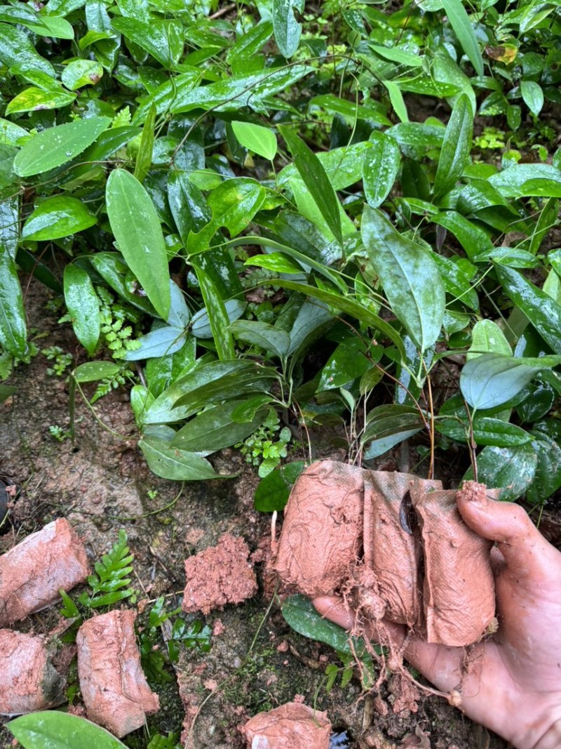 土茯苓苗