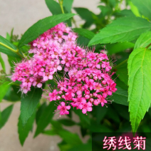 绣线菊苗价格优惠可视频看货