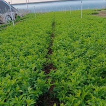 小叶扶芳藤大叶扶芳藤价格优惠