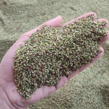野生猫爪草种子三散草小毛茛材煲汤食用一年生草本植物种籽
