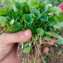 猫爪草苗小叶猫爪草苗阳台室内室外庭院植物苗
