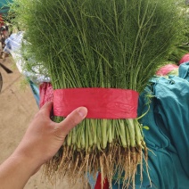 精品小茴香