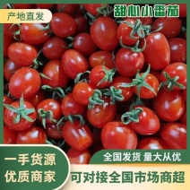 元谋优质圣女果小番茄产地发货量大从优欢迎咨询