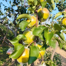隰县正宗玉露香梨
