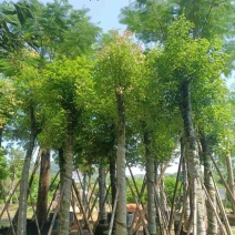天竺桂/阴香10～15公分基地直发规格齐全质量优质