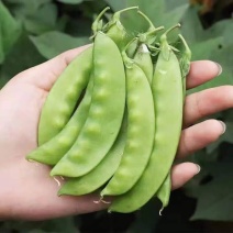 龙盛食荚大菜豌种子菜碗豆荚荷兰豆种籽春夏秋四季播蔬菜