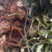 玫瑰老庄急用处工地公园扦插换苗分为几年的老庄都是写现挖先发