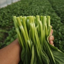 上海本地广东甜菜心马上大量上市了！