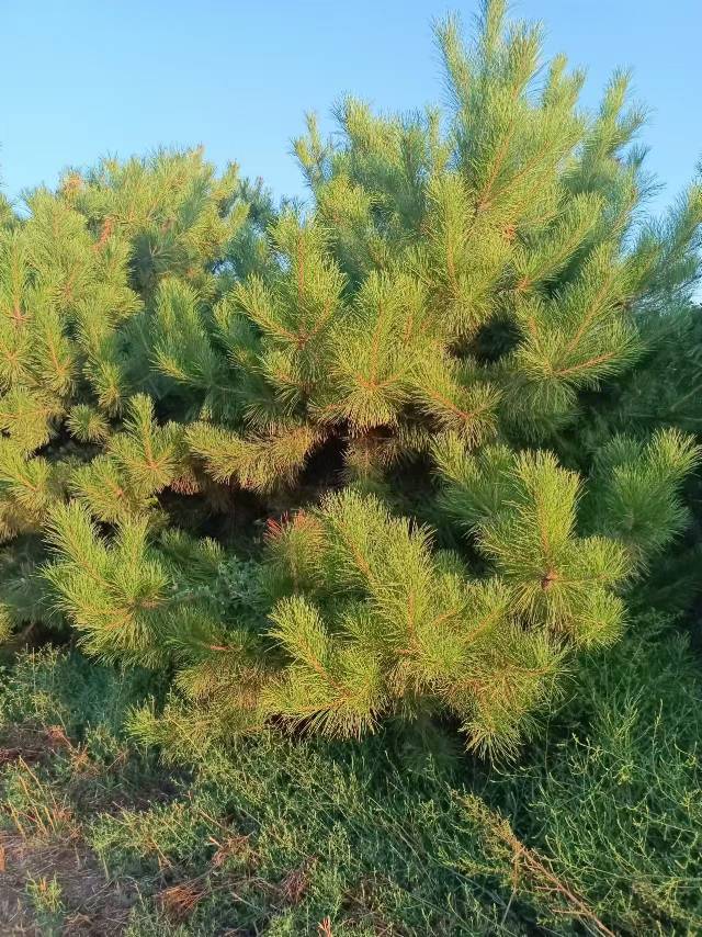 [油松批发]山西运城绛县松树 50.00元/棵200棵4米油松 _ 一亩田