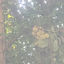 白果