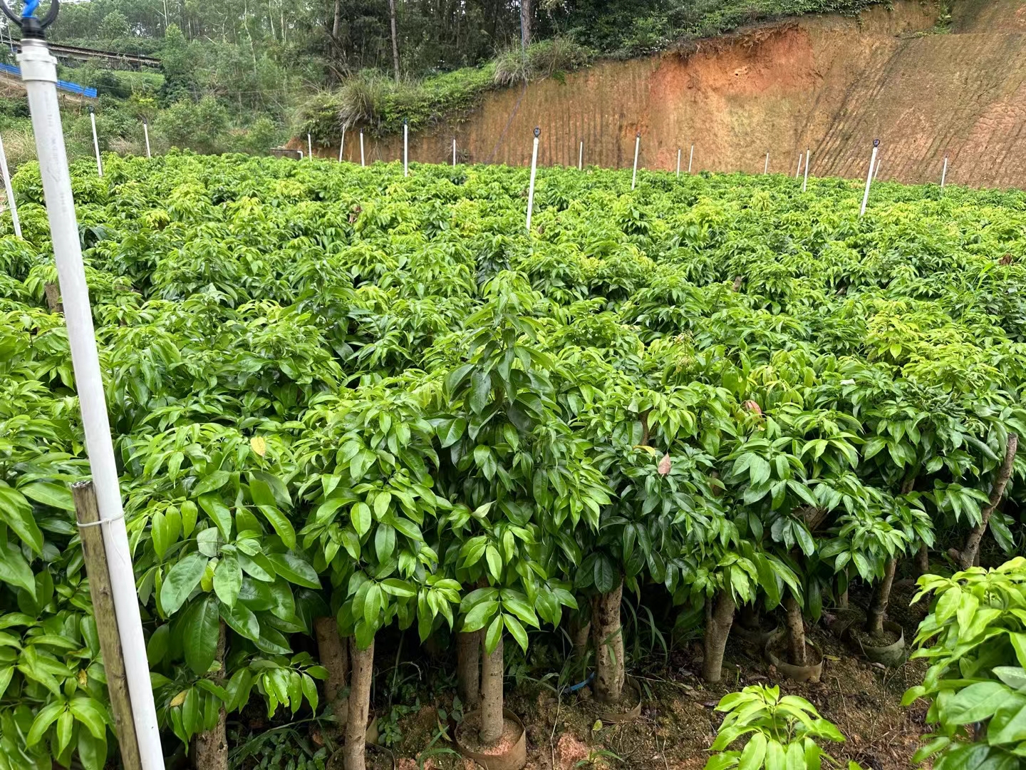 一名农业技术人员手持专用环割刀,在妃子笑荔枝树的主干上进行螺旋状环割作业,树干表面光滑,切口清晰可见,周围有工作人员记录数据 妃子笑果园中技术人员正在进行环割操作