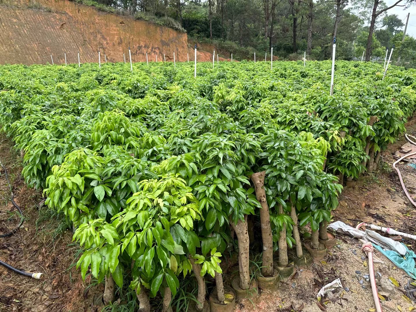 一幅展示妃子笑荔枝园理想地形的示意图,包含南向缓坡、等高线种植布局、排水沟设置、防风林带分布以及周边无遮挡开阔视野,背景为晴朗天空,突出光照充足与通风良好的生态环境 地形选择示意图