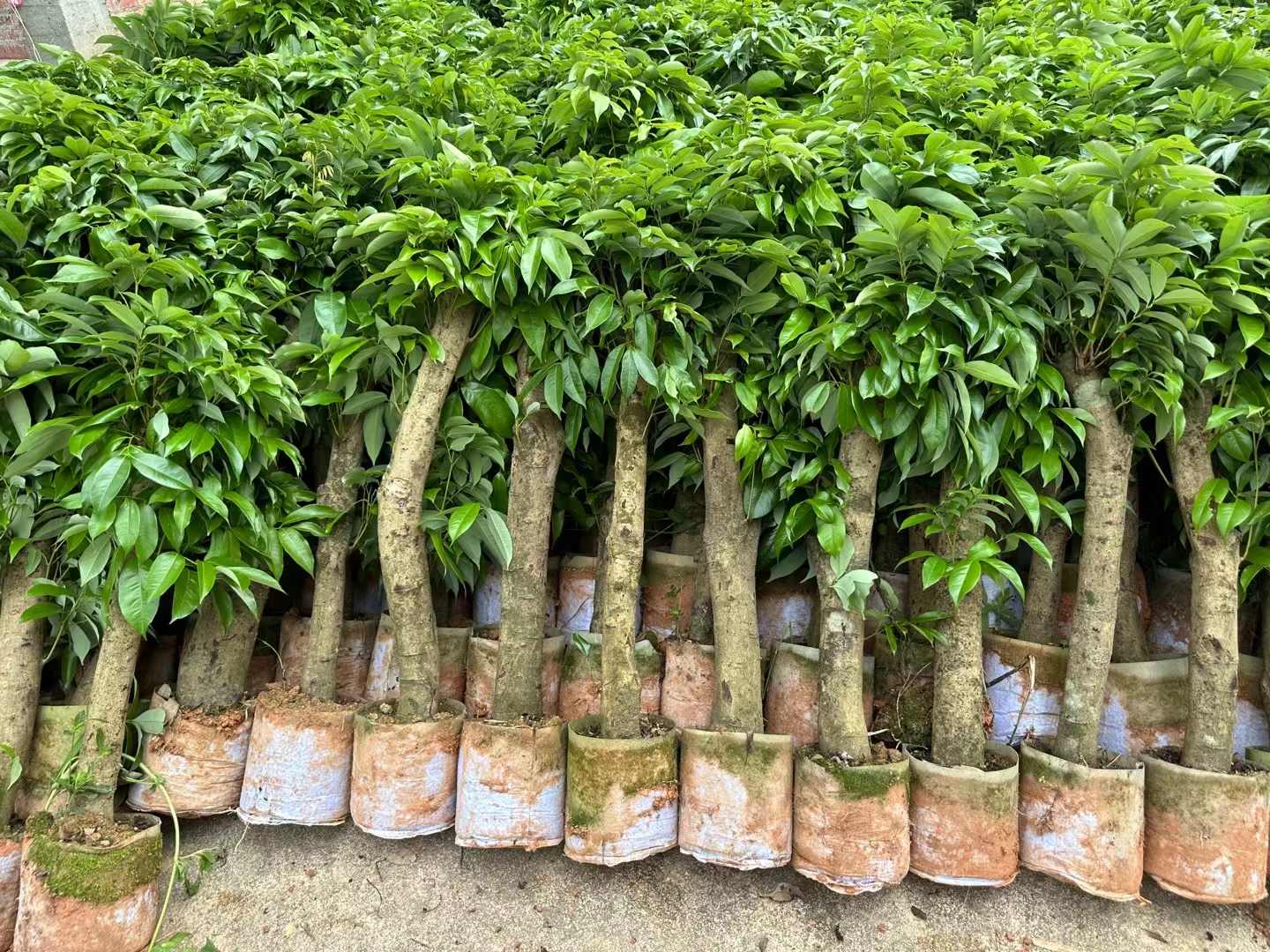一名技术人员正在对妃子笑荔枝树进行疏果作业,手持剪刀剪除多余小果,保留中部发育良好的果实。果树枝条粗壮,叶片浓绿,阳光透过树冠照射在果实表面,显示良好的光照条件。地面铺设反光膜以增加下层果实着色 妃子笑荔枝果园夏季管理现场图