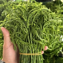 云南臭菜