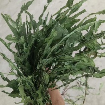 烘干蒲公英