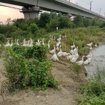 散养大鹅