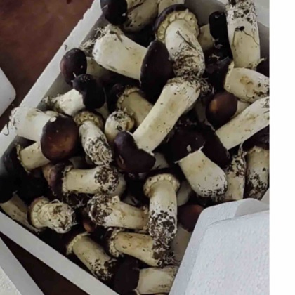 大球盖菇价格行情_今日大球盖菇价格多少钱一斤 _ 一亩田