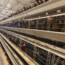 土鸡蛋，养殖场直发，货源质量保证，有各项检测报告