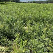 文冠果杯苗荒山造林工程树苗1米左右苗量大价优