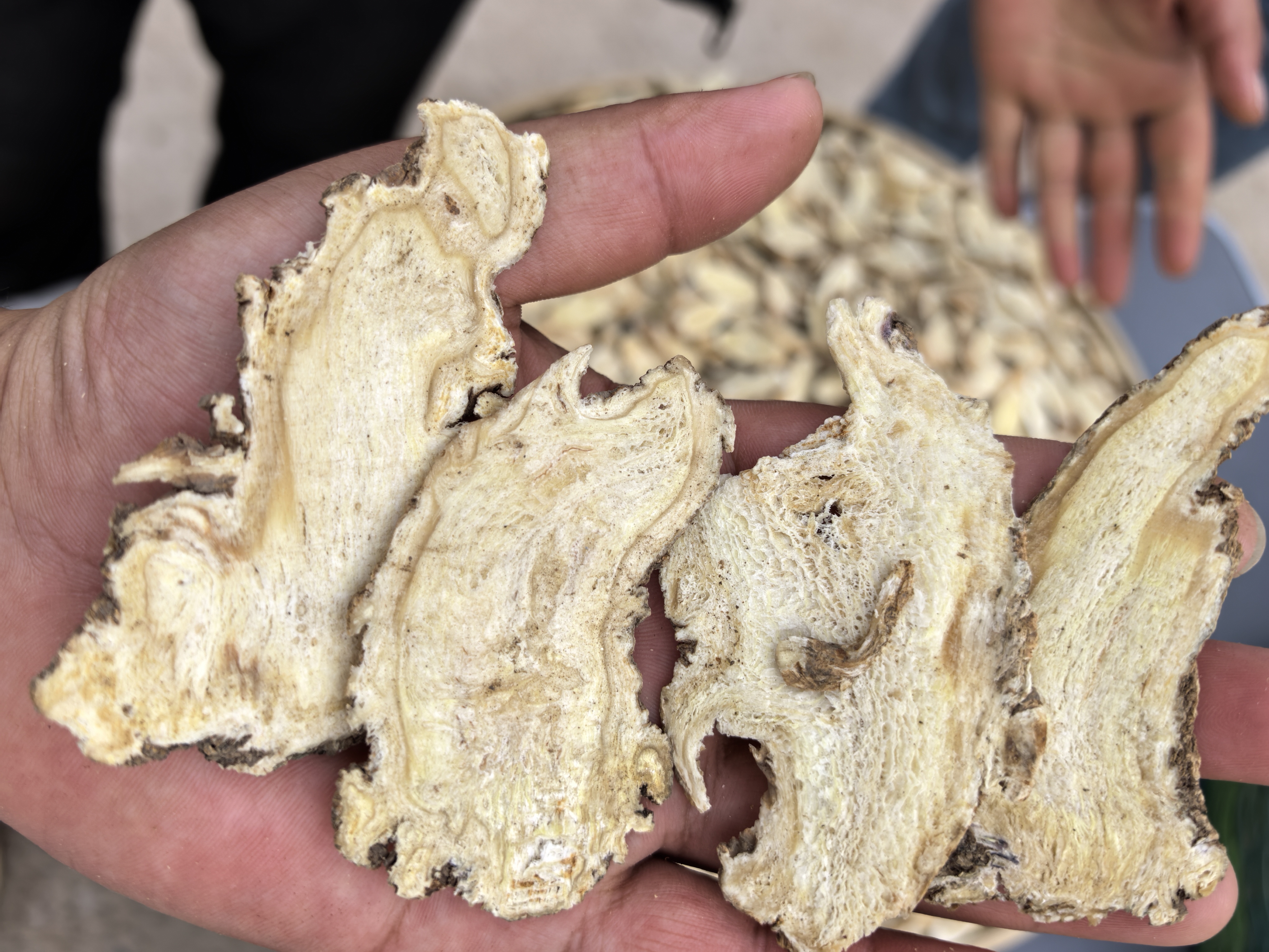 当归与红参的外观对比