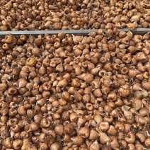香雪兰小苍兰种球种子花卉盆栽切花香味大量供应一代种球