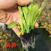 莴笋苗基地供应量大质优价格优惠一手货源包成活
