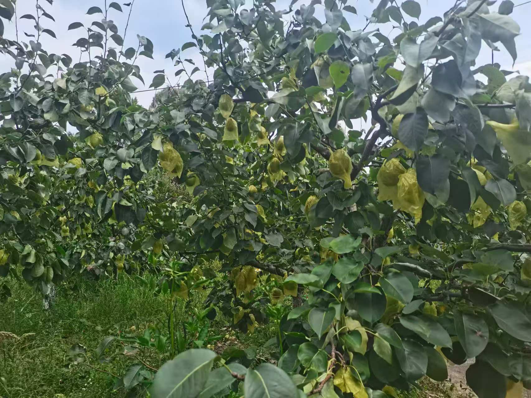 金花梨果园种植场景