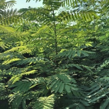 合欢树(绒花树)苗