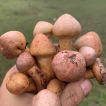 红松蘑
