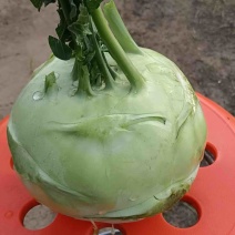 苤蓝