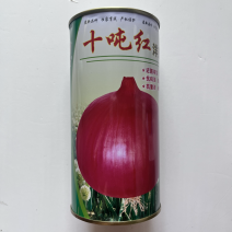 洋葱种子十吨红紫红皮洋葱品种杂交品种种子