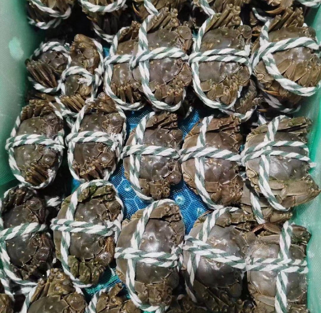 六月黄大闸蟹展示图