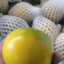 黄晶果代发